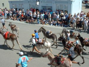 Burro Race photo