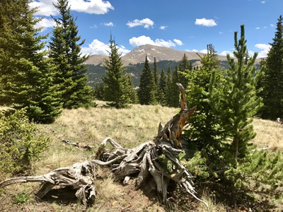 55 Lazy Rex Road, Alma, CO 80420